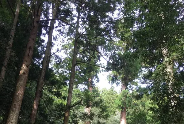 鞍馬寺の写真・動画_image_680568