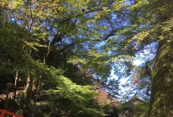 鞍馬寺の写真・動画_image_680572