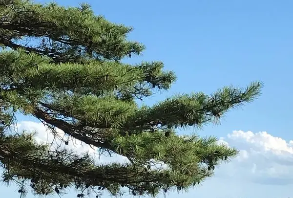 松島の写真・動画_image_680744