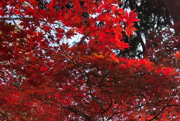 大国寺の写真・動画_image_683443