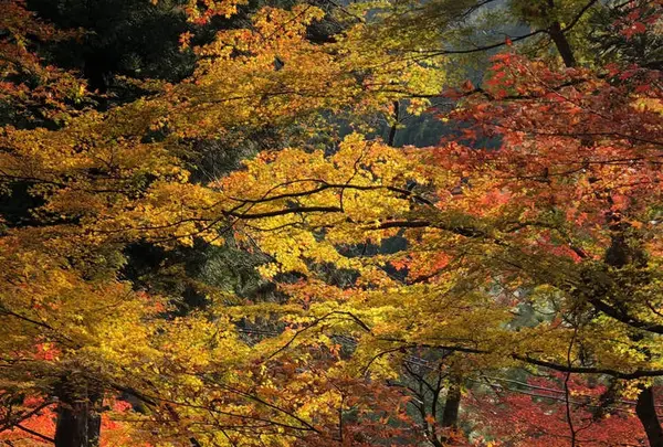 高蔵寺の写真・動画_image_683445
