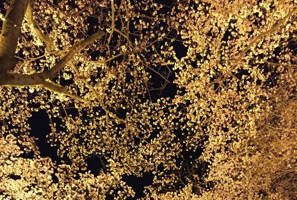 三井寺の写真・動画_image_683468