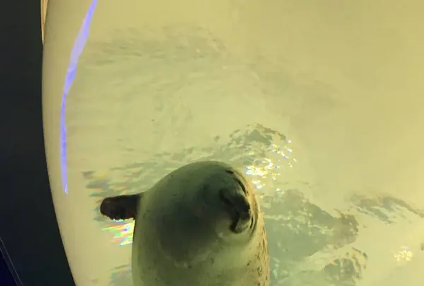 海遊館の写真・動画_image_683591