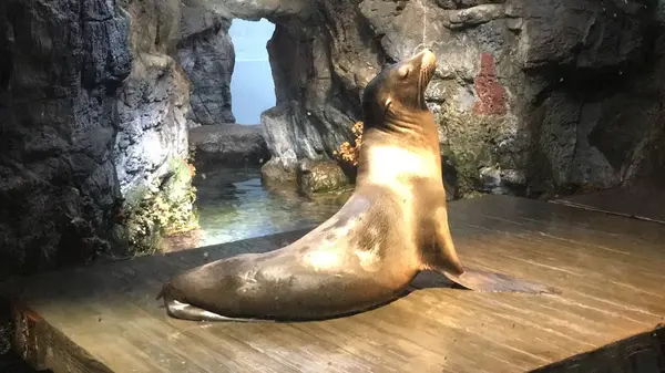 海遊館の写真・動画_image_683592