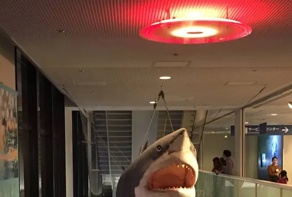 海遊館の写真・動画_image_683593