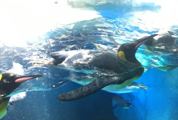 海遊館の写真・動画_image_683596