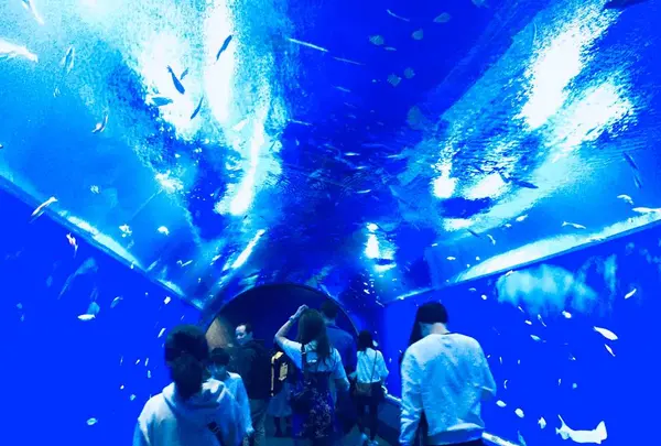海遊館の写真・動画_image_683600