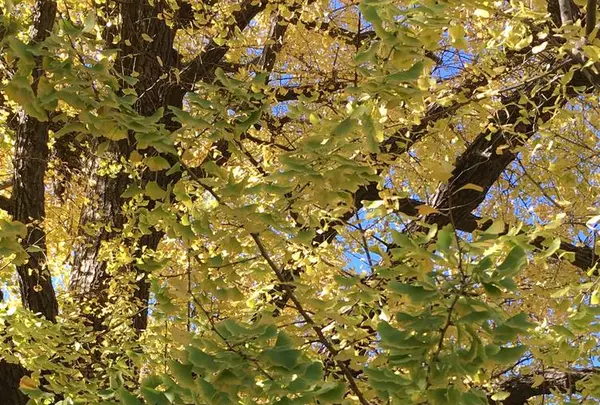 芝公園の写真・動画_image_687588