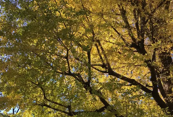 芝公園の写真・動画_image_687589