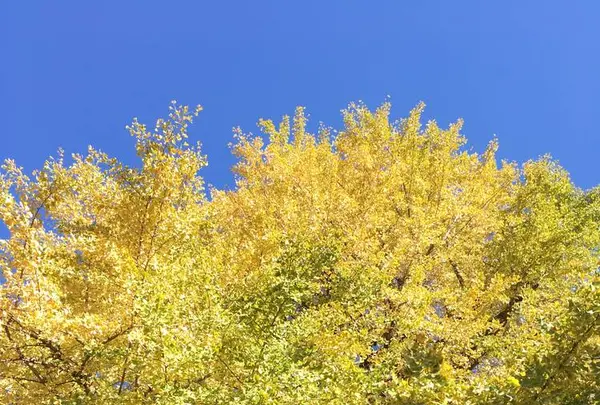 芝公園の写真・動画_image_687590