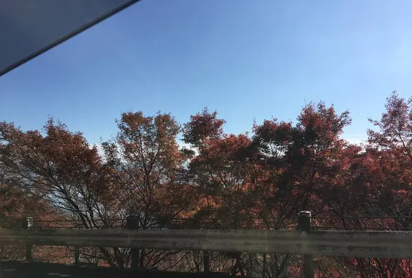 比叡山ドライブウェイの写真・動画_image_688520