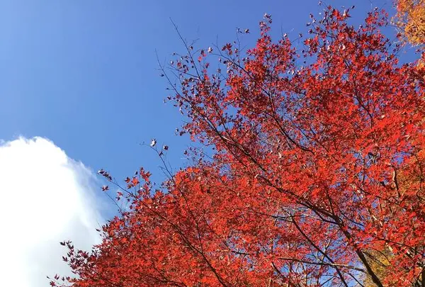 比叡山ドライブウェイの写真・動画_image_688522