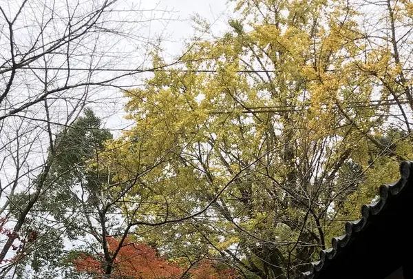 秋月城跡の写真・動画_image_688672