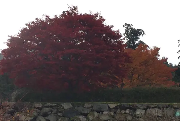 出石城下町の写真・動画_image_688969
