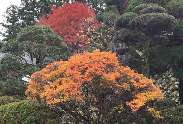 出石城下町の写真・動画_image_688975
