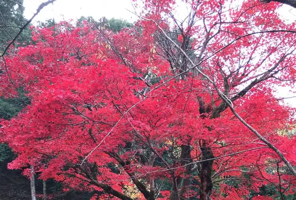 出石城下町の写真・動画_image_688976