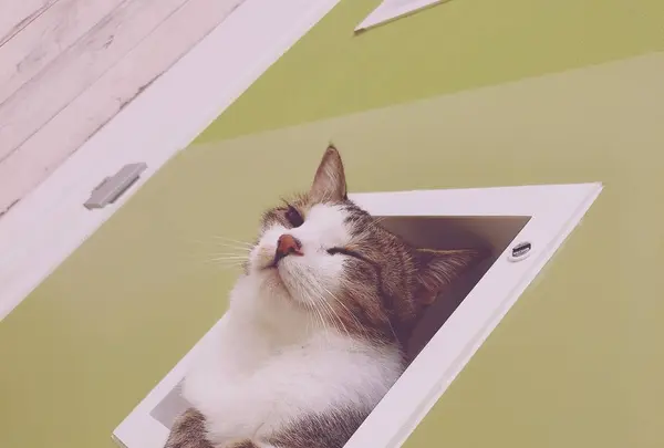 猫カフェ にゃんくる mozo店の写真・動画_image_690929