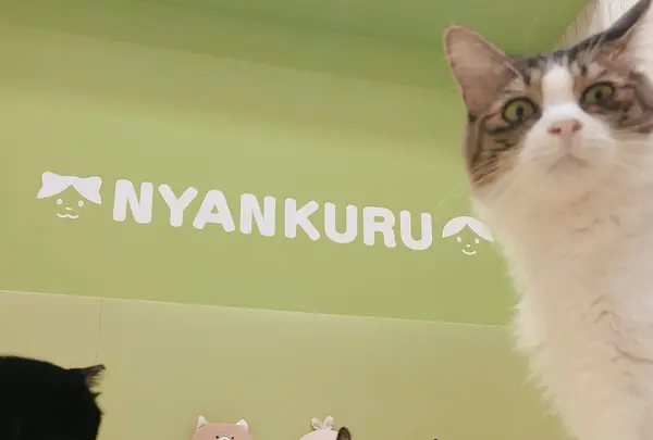 猫カフェ にゃんくる mozo店の写真・動画_image_690930