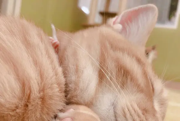 猫カフェ にゃんくる mozo店の写真・動画_image_690931