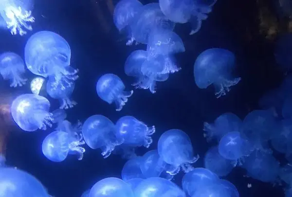 鶴岡市立加茂水族館（クラゲドリーム館）の写真・動画_image_691485