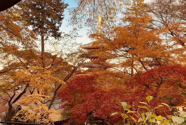 金剛寺（高幡不動尊）の写真・動画_image_693696