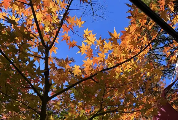 唐沢山城跡の写真・動画_image_694825