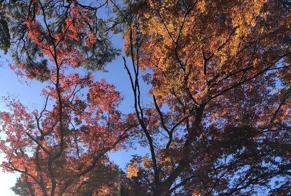 唐沢山城跡の写真・動画_image_694826