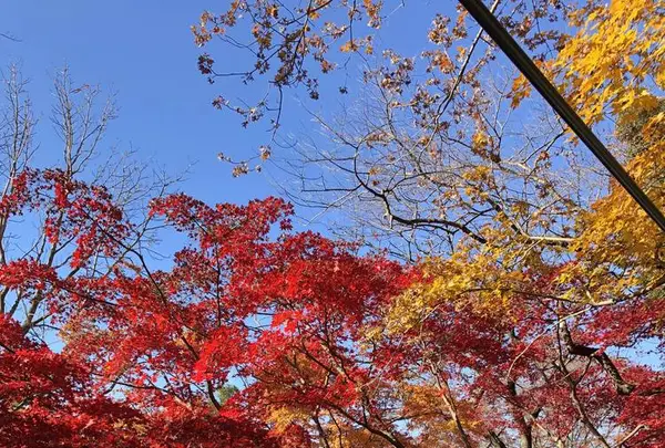 唐沢山城跡の写真・動画_image_694827