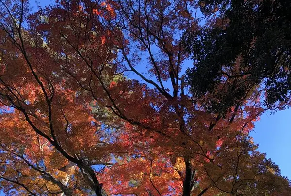 唐沢山城跡の写真・動画_image_694828