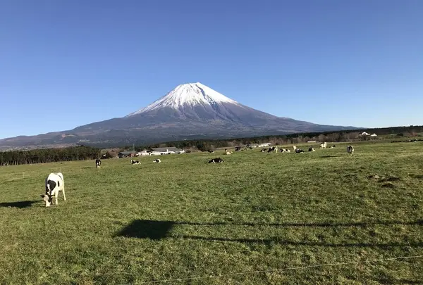 朝霧高原の写真・動画_image_696413