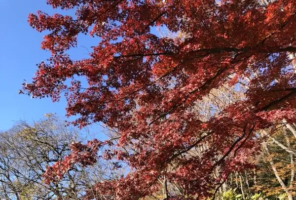 井の頭恩賜公園の写真・動画_image_697163