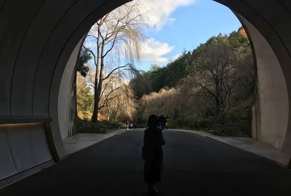 ミホミュージアム（バス）の写真・動画_image_697413