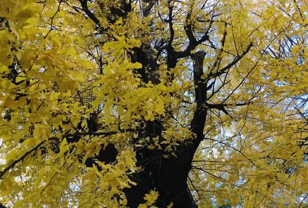 芝公園の写真・動画_image_697620