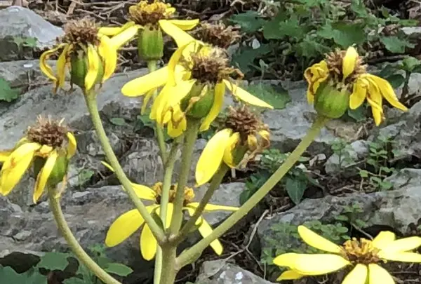 大石林山の写真・動画_image_697738