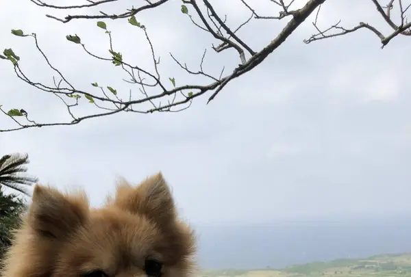 大石林山の写真・動画_image_697739