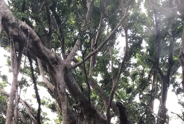 大石林山の写真・動画_image_697740