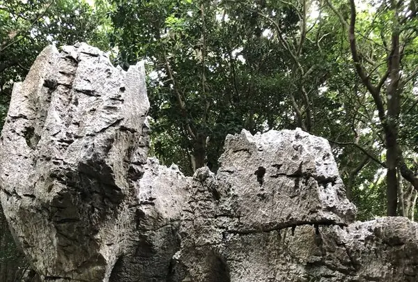 大石林山の写真・動画_image_697743