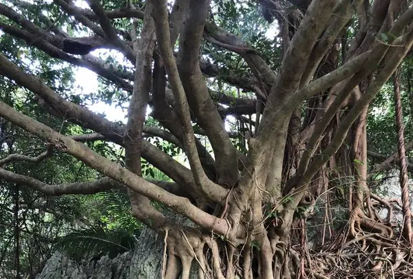 大石林山の写真・動画_image_697744