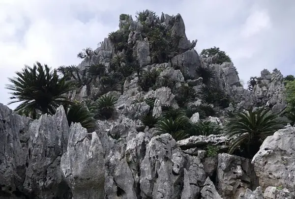 大石林山の写真・動画_image_697745