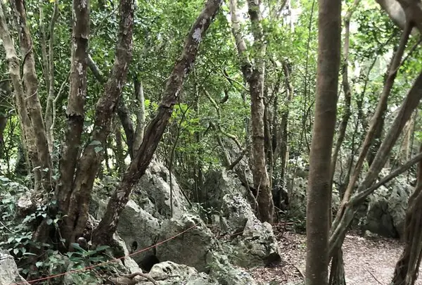 大石林山の写真・動画_image_697746