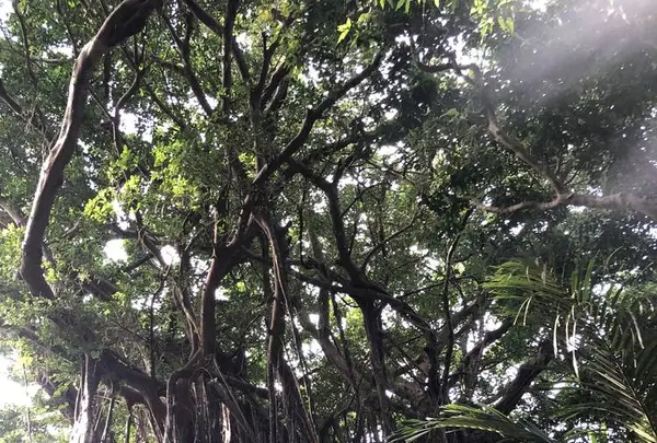 大石林山の写真・動画_image_697747