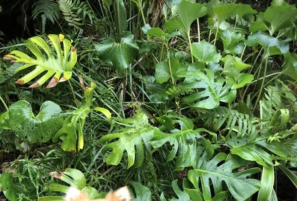 カフーリゾートフチャク コンドホテルの写真・動画_image_698075