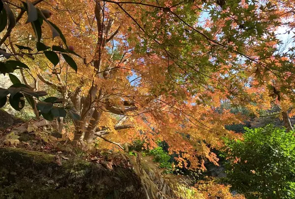 明月院（あじさい寺）の写真・動画_image_699001
