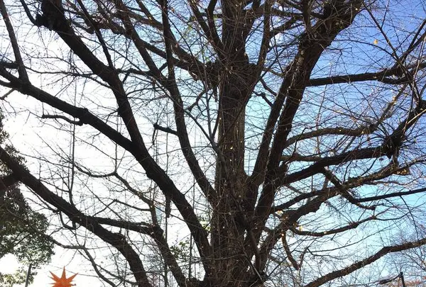 芝公園の写真・動画_image_699972