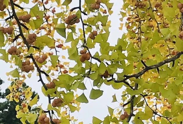 熊野大社の写真・動画_image_700243