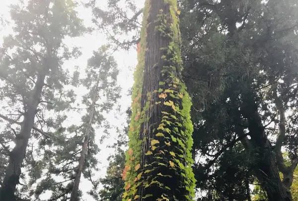 熊野大社の写真・動画_image_700252