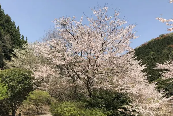 青江ダムの写真・動画_image_701595