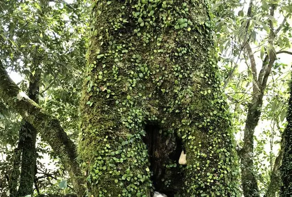 トトロのバス停の写真・動画_image_701627