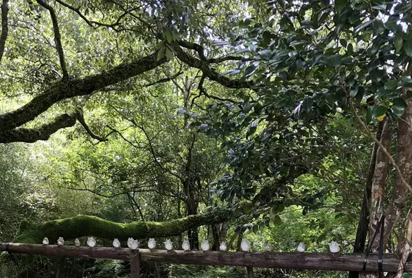 トトロのバス停の写真・動画_image_701629