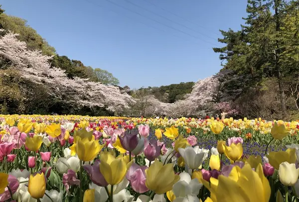 はままつフラワーパークの写真・動画_image_704947